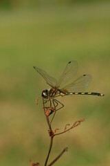 dragonfly on a branch