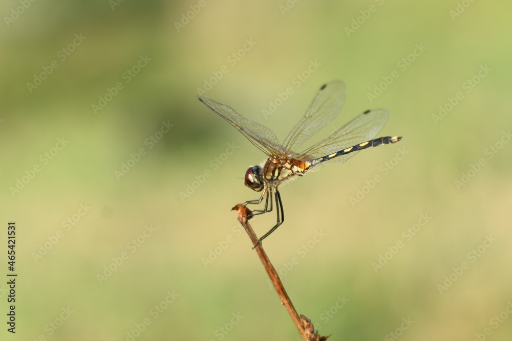 Wall mural dragonfly on a branch