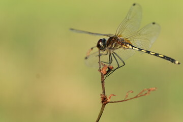 close up of dragonfly