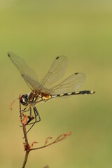 close up of dragonfly
