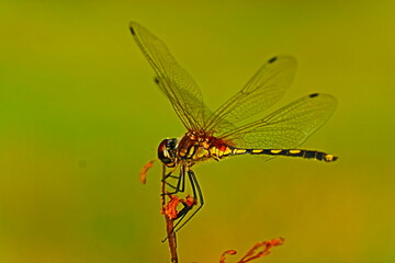 dragonfly close up