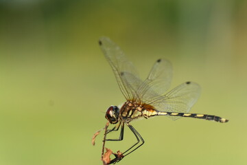 close up of dragonfly