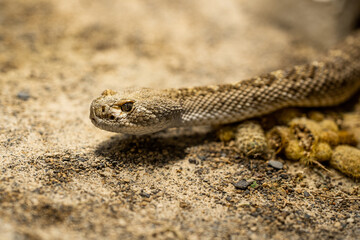 Close-up of crotalus atrox or western diamondback rattlesnake. Beautiful venomous snake in terrarium. Exotic tropical animals concept.