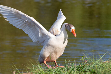 White domestic goose on grass with spread wings in closeup and selective focus.