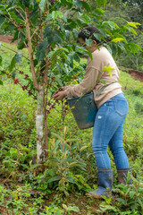 Young white Caucasian woman is harvesting ripe coffee berries on a coffee farm in the mountains of Serrania del Perija Colombia
