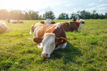 Naklejka na ściany i meble Brown cows on the green field in Bayern