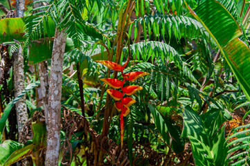  Diversidad de Flora Amazónica