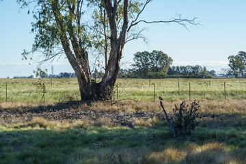 Countryside landscape with trees, grass, wire fences and small bird on a branch