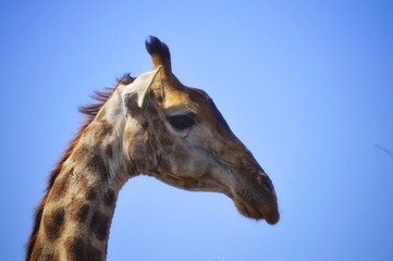 Fototapeta na wymiar Female Giraffe Walking