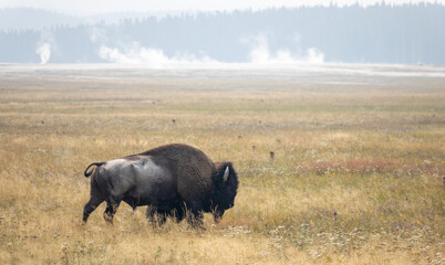Plains bison (Bison bison bison) in a field © Arun Christopher/Wirestock