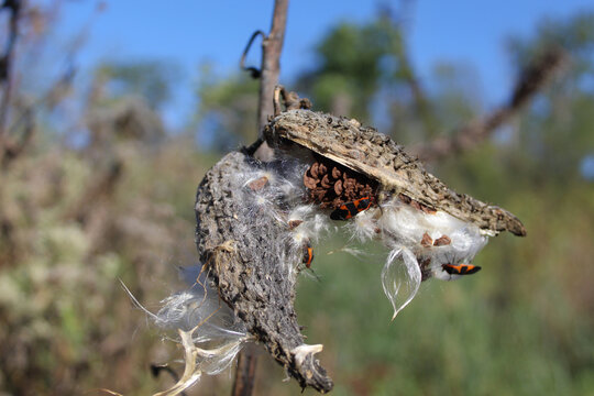 Milkweed bugs on an open milkweed pod with seeds and fluff at the Illinois Michigan Canal National Heritage Area in Lemont