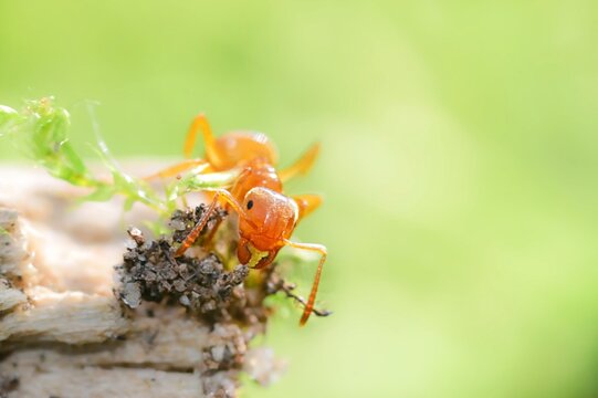 Citronella Ant, Or Better Known As The Yellow Ant.