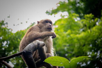 Rhesus Macaque (Macaca mulatta) in a forest