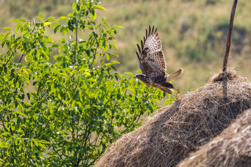 common buzzard (Buteo buteo) in summer