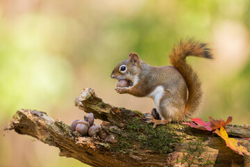 American red squirrel (Tamiasciurus hudsonicus) in autumn - 465430398