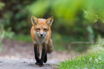 Obraz premium Cute young red fox in autumn 
