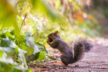 Naklejka na ściany i meble Cute grey squirrel in autumn
