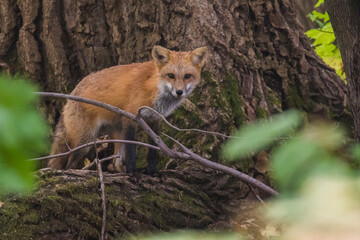 Cute young red fox in autumn	