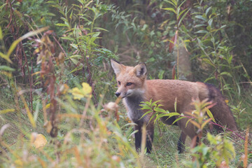 Cute young red fox in autumn	