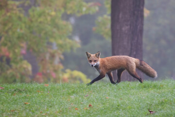 Cute young red fox in autumn	