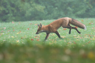 Cute young red fox in autumn	