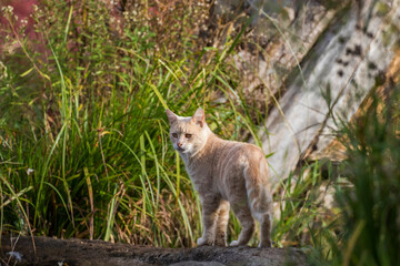 Beautiful feral cat in autumn