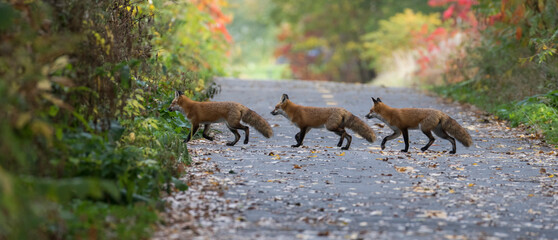 Cute young red fox in autumn crossing a street panorama