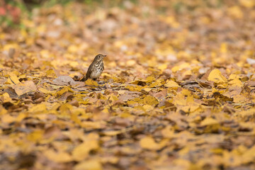  hermit thrush (Catharus guttatus) in autumn