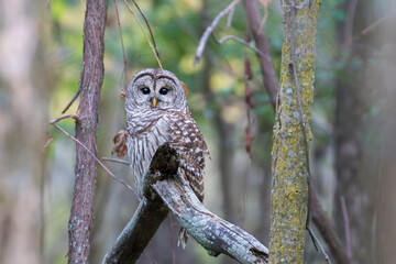  barred owl (Strix varia) in autumn
