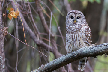  barred owl (Strix varia) in autumn