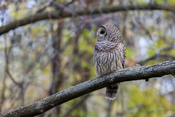  barred owl (Strix varia) in autumn
