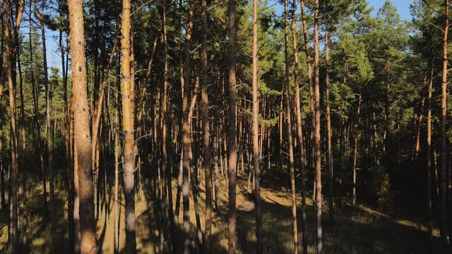 The drone rises from the bottom up in a pine forest. The drone view on pine forest, lake and blye sky. 4K video.