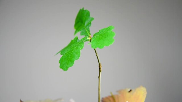 Beautiful fresh oak sapling rotate on turntable. Green small tree sapling with forest leaves