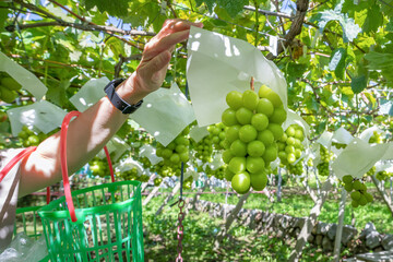 山梨県勝沼　シャインマスカット狩り
