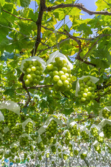 山梨県勝沼　シャインマスカットのぶどう棚