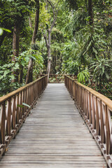 Obraz premium bridge in the jungle