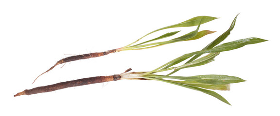 Black salsify root vegetable. General view of plant with root system and green leaves isolated on white background - 465433541