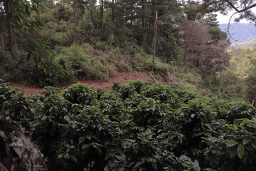 Coffee plantation in the mountains of northern Nicaragua