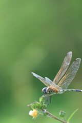 dragonfly on a leaf