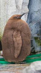 旭山動物園　コウテイペンギンの雛