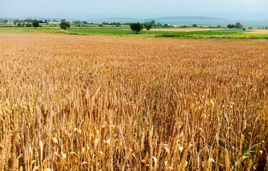 ripe wheat, rye, barley, spike and farmland with lake view, agricultural production