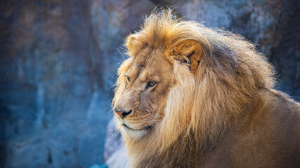 Naklejka premium 旭山動物園 ライオン