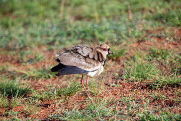 Typical South American bird known as 