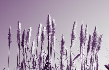 purple colored reeds tall stick plants with cloudless sky view and copy space