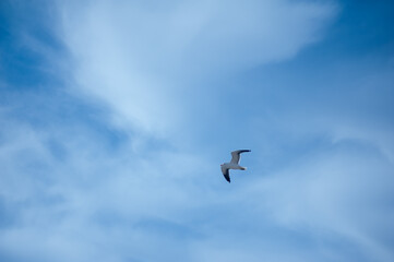 One bird, Blue sky