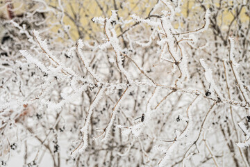 Frozen branch with sharp thorns of frost. Limited depth of field.