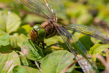 Face of dragonfly on green leaves. Big dragonfly faceted eyes.