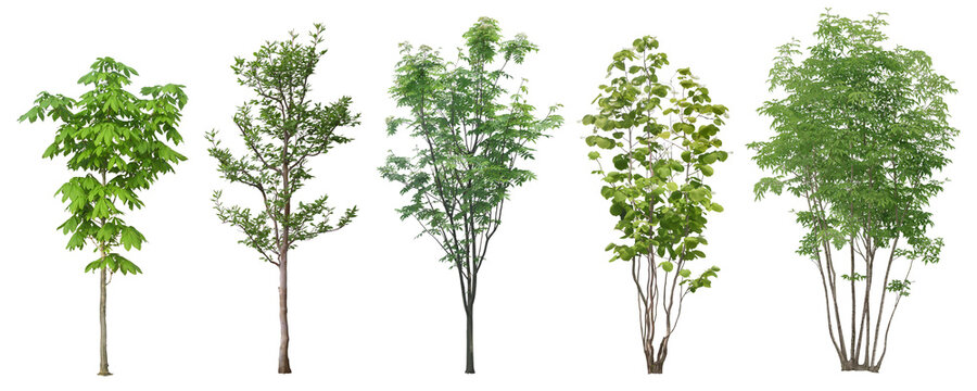 Isolated Trees on White Background