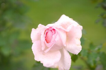 満開に咲き誇るバラ園