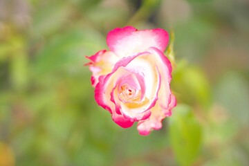 満開に咲き誇るバラ園